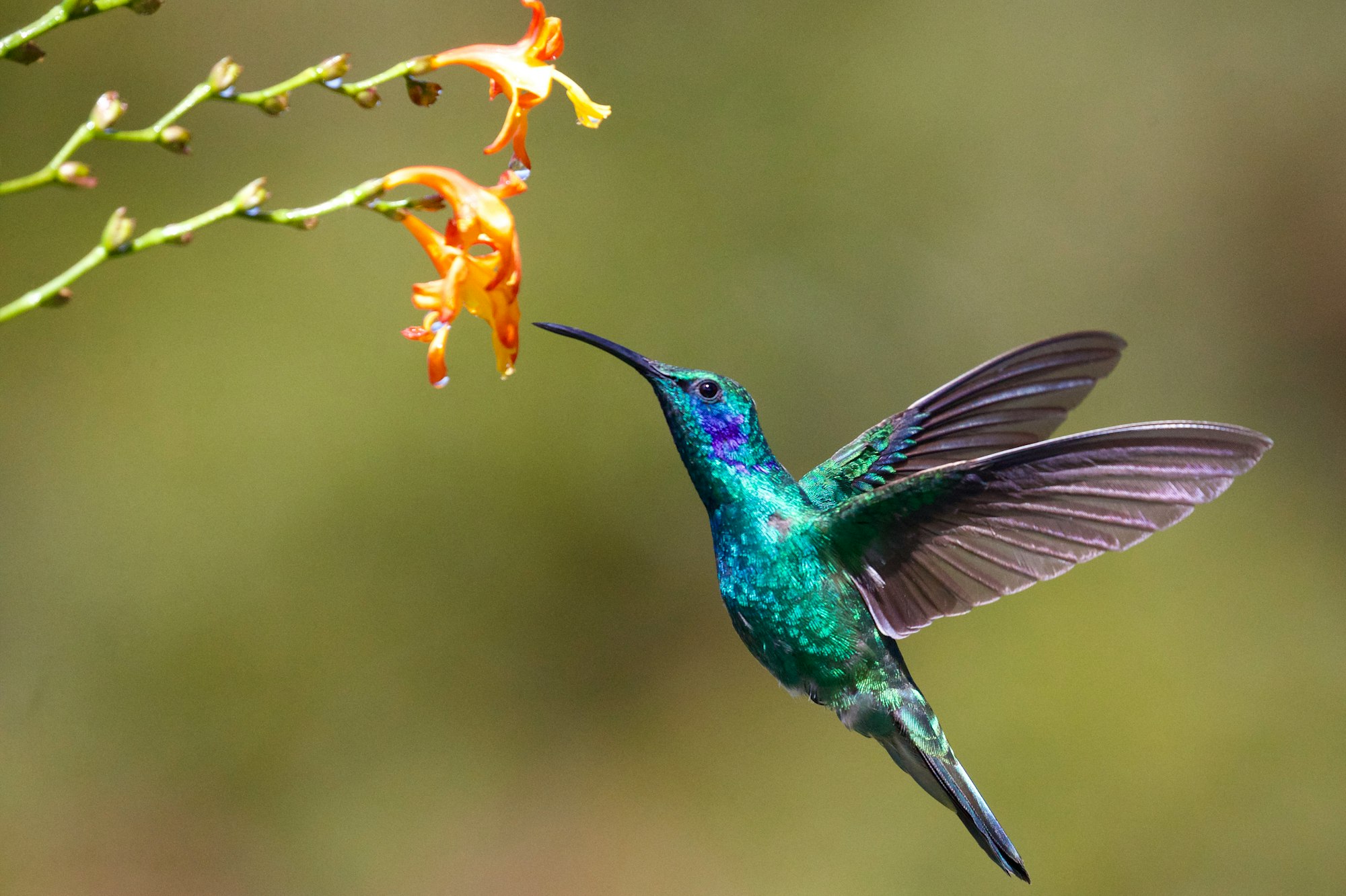 Can Hummingbirds Get Diabetes?