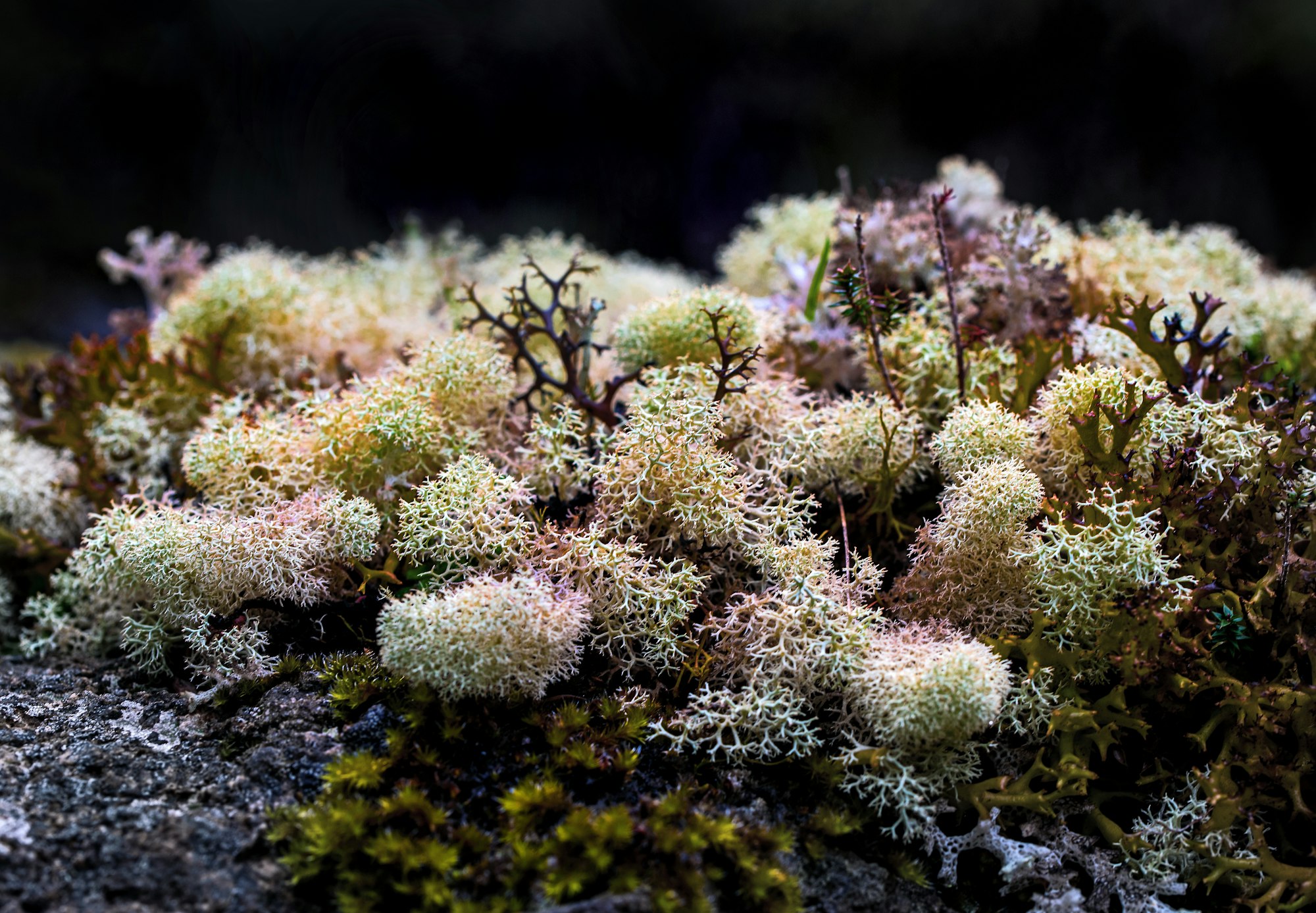 Can Sea Moss Help with Diabetes